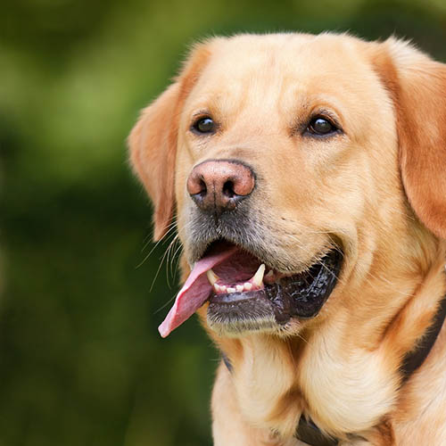  un chiot soin pharmacie de la Mairie