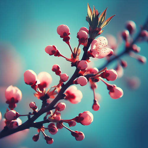 Gemmothérapie herboristerie Villabé